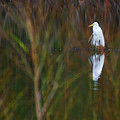 Great Egret