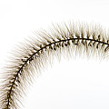 Wintered Grass